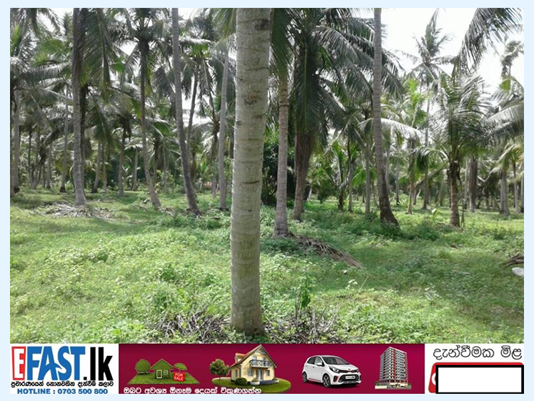 LAND | FOR SALE | CHILAW